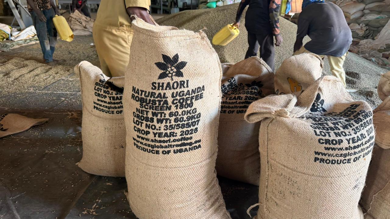 Shaori branded 60 kg jute bags of natural Uganda Robusta green coffee at a processing facility