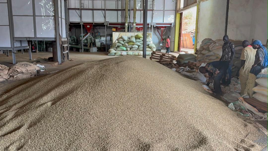 Bulk Ugandan green coffee being processed and graded at a Uganda facility